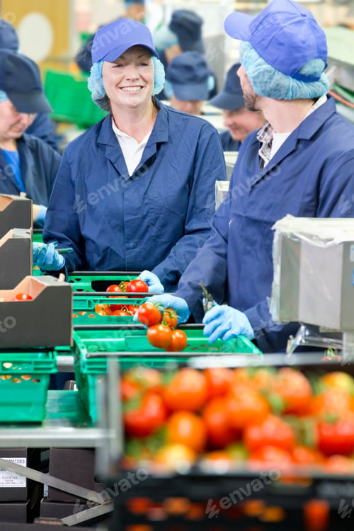 Preview: Smiling Workers Talking And Packing Tomatoes In Food Processing Plant