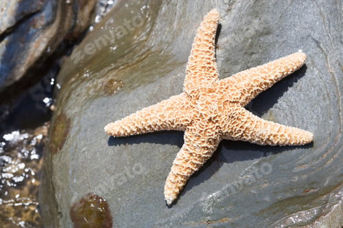 Preview: A Starfish Lying On A Rock