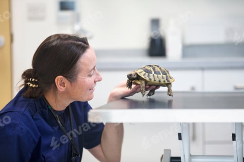 Preview: Vet Examining Pet Tortoise On Table In Consultation Room Of Surgery