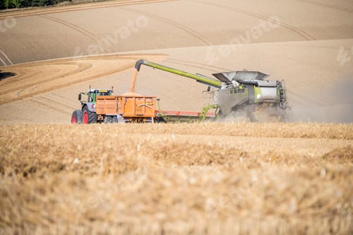 Preview: Harvest View Of Combine Harvester Cutting Summer Wheat Field Crop And Tractor Trailer On Farm