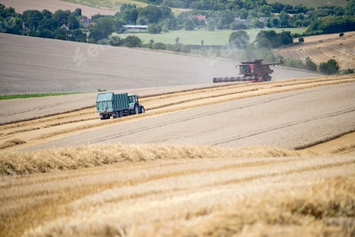 Preview: Harvest View Of Combine Harvester Cutting Summer Wheat Field Crop And Tractor Trailer On Farm