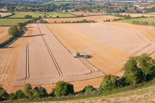 Preview: Rural Landscape With Combine Harvester, Harvesting Wheat