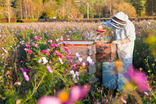 Preview: Beekeeper Using Smoker To Check Beehives In The Field Full Of Flowers