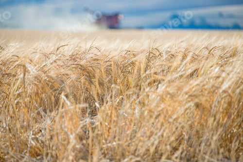 Preview: Ripe Summer Barley Crop Harvest In Sunshine And Combine Harvester In Background On Farm