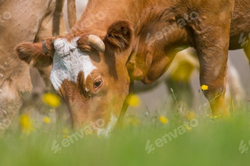 Preview: Devon Cow Grazing In Rural Field