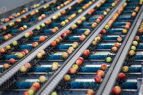 Preview: Apples On Conveyor Belt Being Graded In Fruit Processing Plant