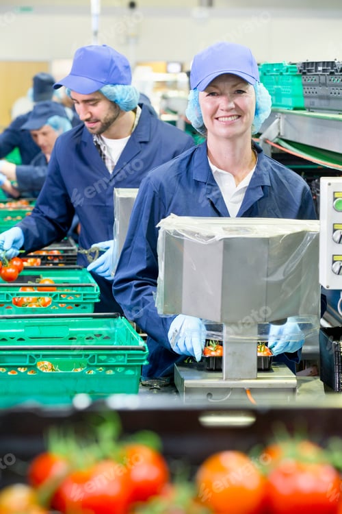 Preview: Portrait Smiling Worker Packing Tomatoes In Food Processing Plant