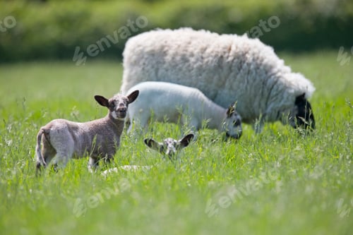 Preview: A Sheep And Lambs Grazing In A Sunny Green Field On A Sunny Spring Day