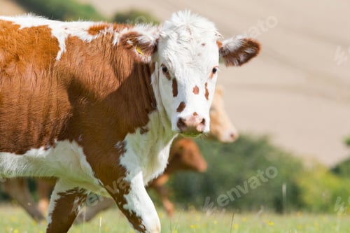 Preview: Hereford Cow In Rural Field