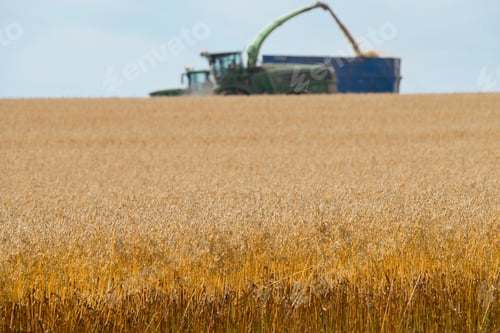 Preview: Forage Harvesting Oats And Filling Trailer In Field
