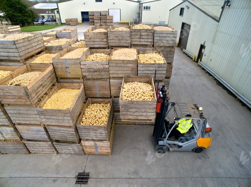 Preview: Wide Shot Of A Worker Driving A Forklift And Lifting A Container Filled With Freshly Harvested
