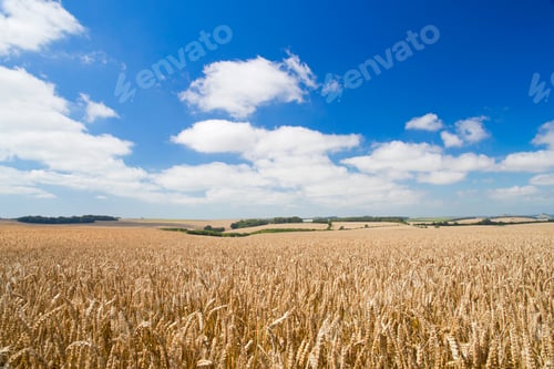 Preview: Wide Angle View Of Wheat Crop Growing In Field With Blue Sky