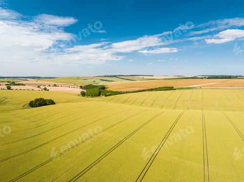 Preview: Aerial View Of Ripening Wheat Crop Fields On Farm Under Blue Sky And White Clouds On Farm