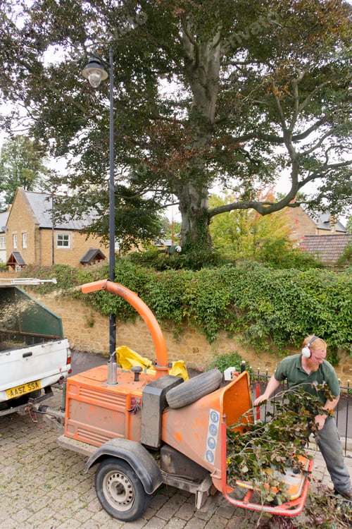 Preview: Vertical Shot Of An Arborist Chipping Copper Beech Tree Branches Through The Wood Chipper