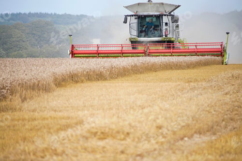 Preview: Front View Of Combine Harvester Harvesting Wheat Crop