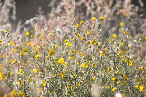 Preview: Sunny Buttercup Wildflowers Growing Among Grass