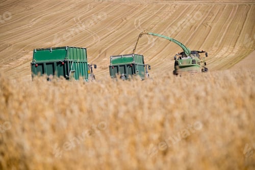 Preview: Forage Harvesting Oats And Filling Trailer In Field