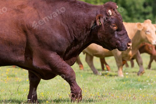 Preview: Red Devon Bull In Rural Field