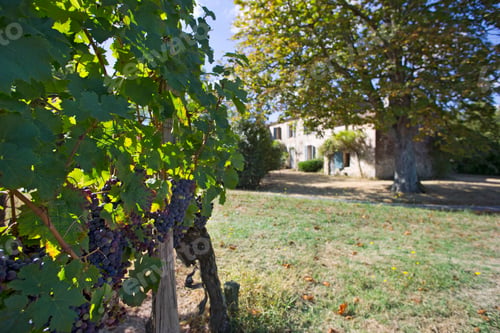Preview: Grapes On Vine In Vneyard With Typical French House In Background