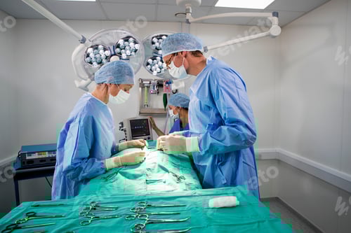 Preview: Pet Operation In Operating Theatre With Surgeon In Vet Surgery