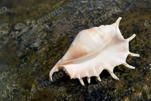 Preview: A Seashell Washed Up On Beach Sand