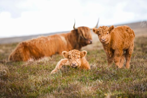 Preview: Calves Of The Highland Cattle Sitting On The Scottish Moor