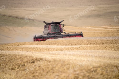 Preview: Harvest View Of Combine Harvester Cutting Summer Wheat Field Crop On Farm