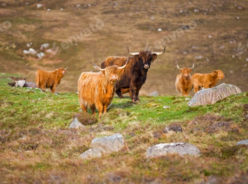 Preview: Close Up Of Highland Cattles Grazing On The Moor