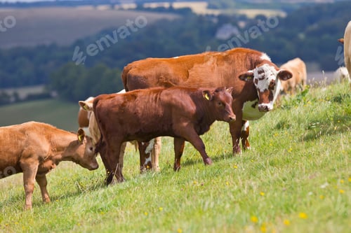 Preview: Devon Cow Amongst Herd, In Rural Field