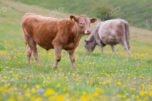 Preview: Devon Calf In Rural Field