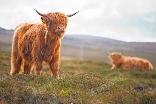 Preview: Highland Cattle On The Scottish Moor