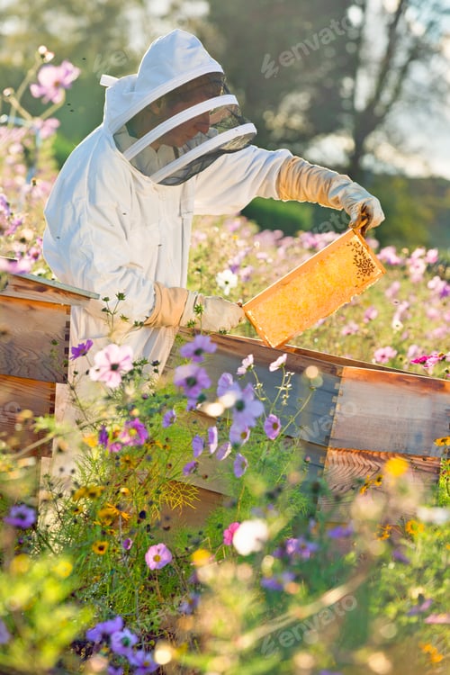 Preview: Vertical Shot Of A Beekeeper Checking Honey On The Beehive Frame In The Field Full Of Flowers