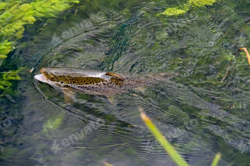 Preview: Brown Trout In River Test Jumping For Fishing Fly