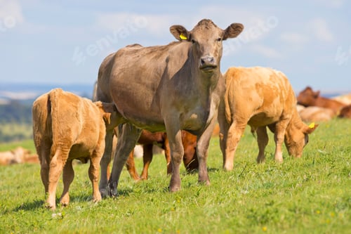 Preview: Calf Suckling From Mother In Rural Field