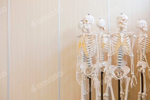 Preview: A Wide Shot Of Set Of Skeleton Models With Copy Space On Left.