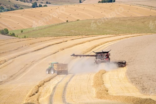 Preview: Harvest View Of Combine Harvester Cutting Summer Wheat Field Crop And Tractor Trailer On Farm