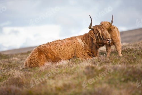 Preview: Highland Calf Nuzzling Mother On The Scottish Moor