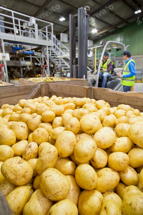 Preview: Vertical Shot Of A Worker Moving A Crate Of Fresh Harvested Potatoes With A Forklift