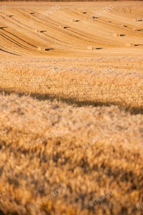 Preview: Stubble Field With Straw Bales