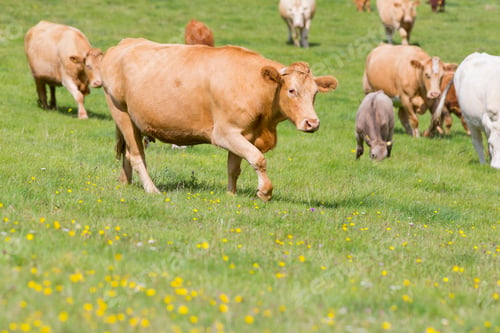 Preview: Herd Of Cows In Rural Field