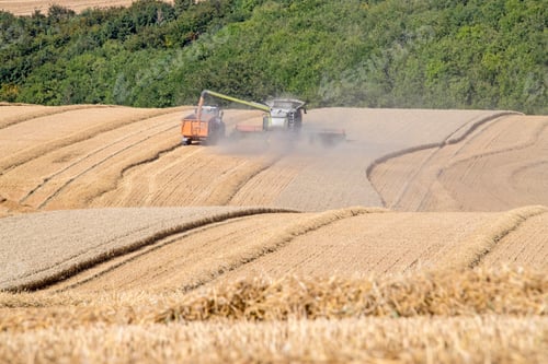 Preview: Harvest View Of Combine Harvester Cutting Summer Wheat Field Crop And Tractor Trailer On Farm