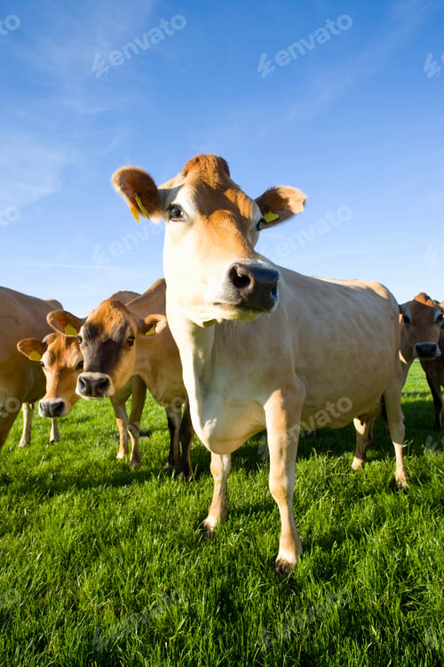 Preview: Herd Of Jersey Cattle Grazing In Field On Farm