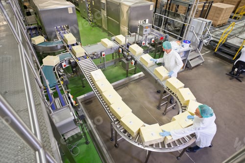 Preview: High Angle View Quality Control Workers Checking Large Cheese Blocks On Production Line In