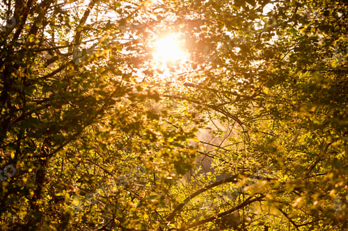 Preview: Sun Shining Behind Tranquil Trees