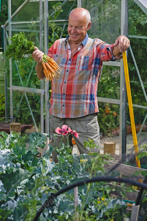Preview: Senior Man Working In Vegetable Garden