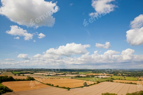 Preview: Rural Landscape With Combine Harvester, Harvesting Wheat