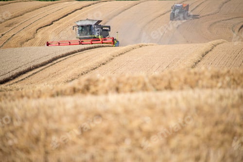 Preview: Harvest View Of Combine Harvester Cutting Summer Wheat Field Crop And Tractor Trailer On Farm