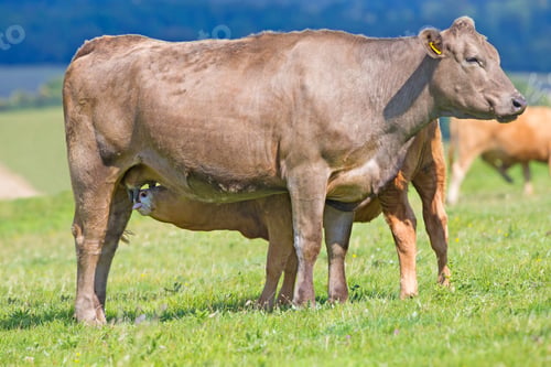 Preview: Calf Suckling From Mother In Rural Field