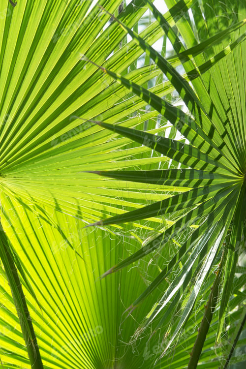 Preview: Vertical Close-Up Shot Of Two Palm Leaves Overlapping Each Other.