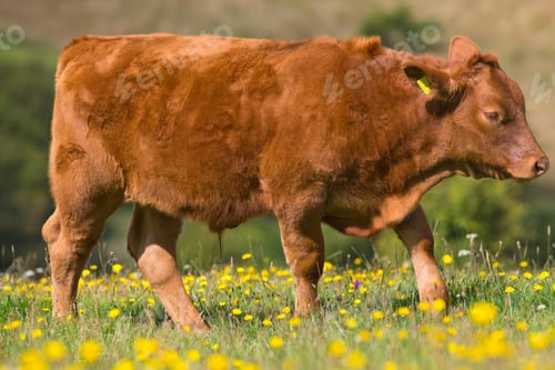 Preview: Devon Cow In Rural Field